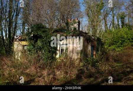 Overgrown and ivy-covered abandoned dilapidated old  house in Ireland Stock Photo