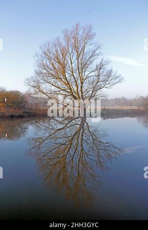 A frosty morning in winter by the River Bure with a Willow tree and reflection at Coltishall Common, Coltishall, Norfolk, England, United Kingdom. Stock Photo