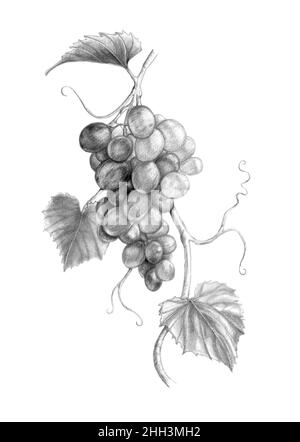 Grapes Bunch With Leaves Isolated Pencil Drawing Fruit Vector Muscat  Cardinal Or Isabella Grapes On Cluster Wine Or Grapevine Ingredient  Vegetarian Food Dessert Summer Berries Hand Drawn Sketch Royalty Free SVG  Cliparts