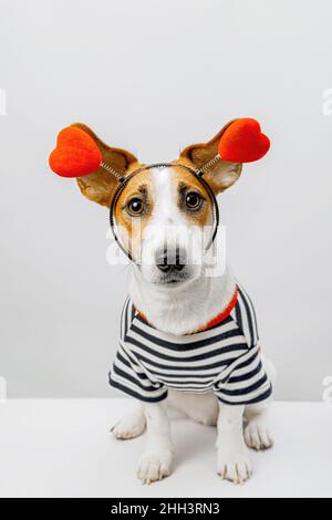 Lovely Jack russell dog wearing a heart shape diadem in light background. Valentines day concept. Stock Photo