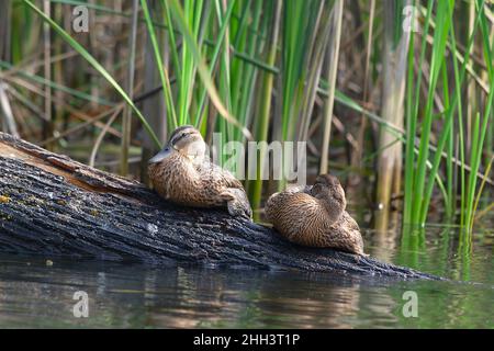 Waterfowl, wild ducks sit on a sunken log, on a defocused background of reeds. Selective focus. The concept of nature conservation Stock Photo