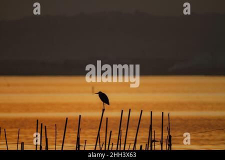 Silhouette of a gray heron (Ardea cinerea) perched on a fishing pole in La Albufera de Valencia, all bathed in the colors of the golden hour of sunset Stock Photo