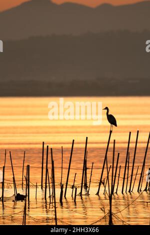 Silhouette of a gray heron (Ardea cinerea) perched on a fishing pole in La Albufera de Valencia, all bathed in the colors of the golden hour of sunset Stock Photo