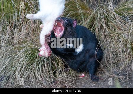 Tasmanian devil with open mouth feeding on a white rabbit in a long grass. Sarcophilus harrisii Stock Photo