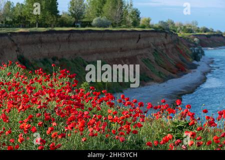 Blooming poppies by the sea at sunset - focus on foreground Stock Photo