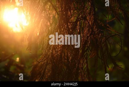 silhouette acacia tree leaf hanging on branch on sunset in garden Stock Photo
