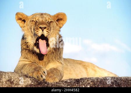 Young Male Lion Yawning Stock Photo