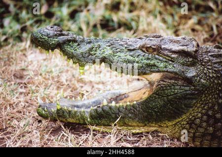 Close Up Of Open Jaw Of A Nile Crocodile Crocodylus niloticus, Tanzania, Africa Stock Photo