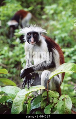 Zanzibar Red Colobus (Piliocolobus kirkii) a.k.a. Kirk's Red Colobus Stock Photo