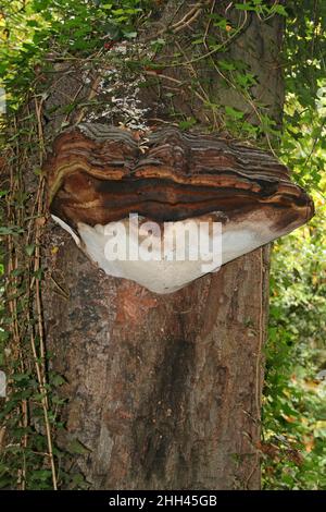 Southern Bracket Fungi - Ganoderma australe Stock Photo