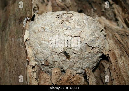Wasp Nest In A Rotting Tree, Eastham Country Park, Wirral, UK Stock Photo