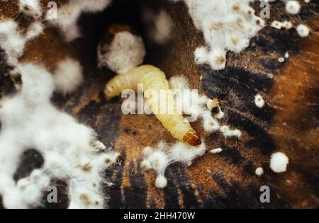 A worm crawls out of a rotten apple close-up. Mold, fungus and bacteria on fruit Stock Photo