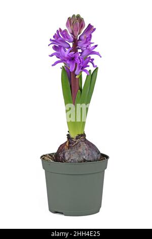 Hyacinth plant 'Hyacinthus Purple Sensation' with violet blooming flowers in pot on white background Stock Photo