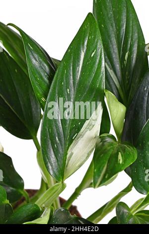 Close up of exotic 'Monstera Standleyana' houseplant leaf with white variagated spots on white background Stock Photo