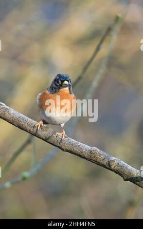 Male brambling (Fringilla montifringilla) in winter plumage Stock Photo