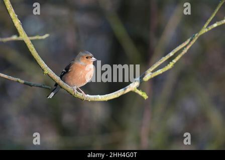 Male chaffinch (Fringilla coelebs) in subdued winter colours Stock Photo