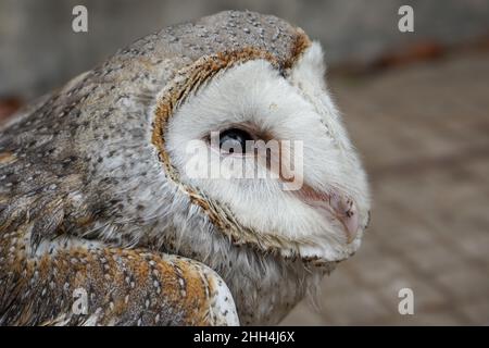 Owls are birds from the order Strigiformes, species of mostly solitary and nocturnal birds of prey typified by an upright stance, broad head. Stock Photo