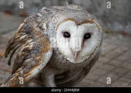Owls are birds from the order Strigiformes, species of mostly solitary and nocturnal birds of prey typified by an upright stance, broad head. Stock Photo