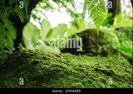 Beautiful green moss grow up on rough stone and green leaves in the garden. Nature wallpaper and background Stock Photo