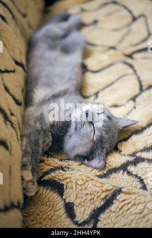 close-up of the funny cute gray kitten taking a nap on the sofa Stock Photo