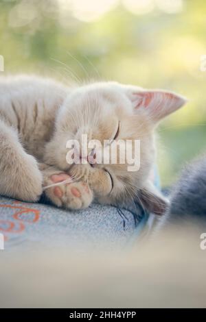 A very tired small ginger shorthair kitten napping on the sunshine Stock Photo