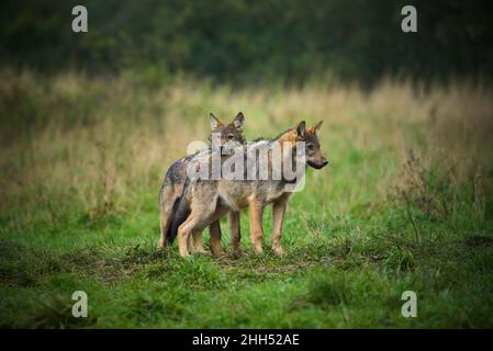 Two wolves - Canis lupus hidden in a meadow. Wildlife scene from Poland nature. Dangerous animal in nature forest and meadow habitat. Stock Photo