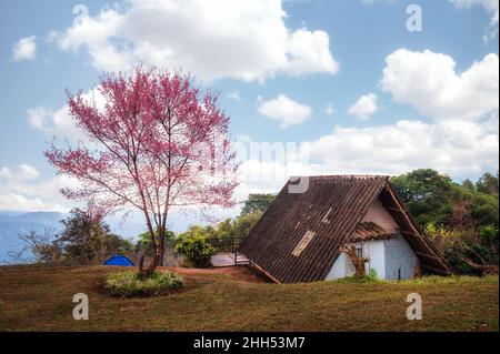 Wild himalayan cherry tree blooming and cottage on hill in springtime at the morning Stock Photo