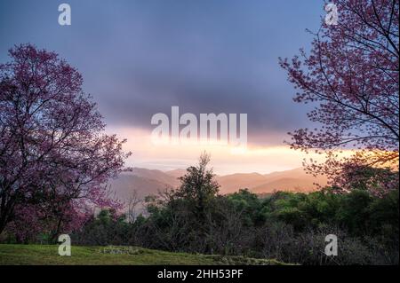 Sunrise over Wild Himalayan Cherry tree blooming in garden on hill at springtime Stock Photo