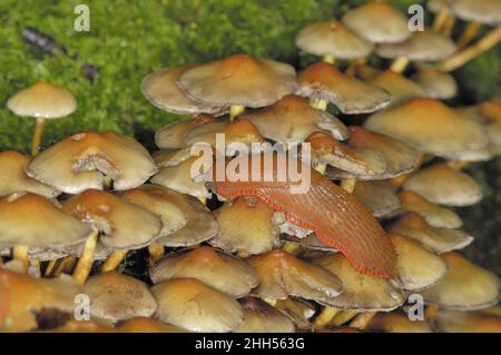 European red slug - Chocolate arion - Large red slug (Arion rufus) feeding on mushrooms in autumn Belgium Stock Photo