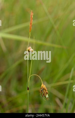 Bog-sedge, Carex limosa Stock Photo