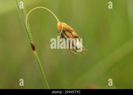 Bog-sedge, Carex limosa , Female Spike Stock Photo