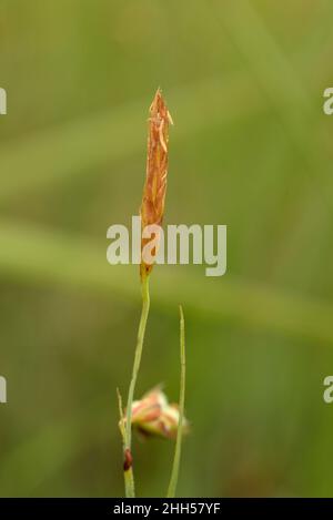 Bog-sedge, Carex limosa, Male Spike Stock Photo
