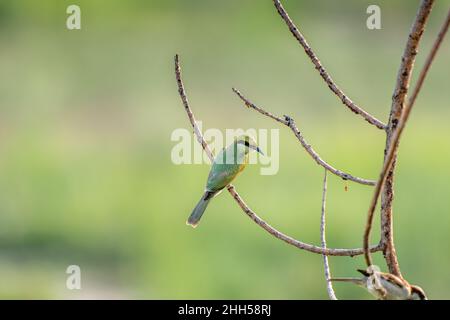 The green bee-eater sitting on branch in India Stock Photo