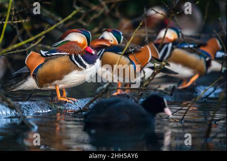 Male of Mandarin Duck, Aix galericulata in habitat Stock Photo