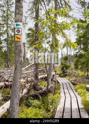 Hiking trail markings in front of boardwalk stretching past bunch of fallen trees Stock Photo