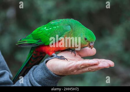 Tourist feeding king parrot on hand