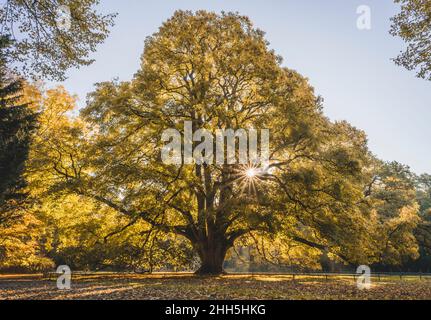 Germany, Hamburg, Sun shining through branches of autumn trees in Hirschpark