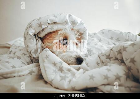 Dog wrapped in blanket on bed at home Stock Photo