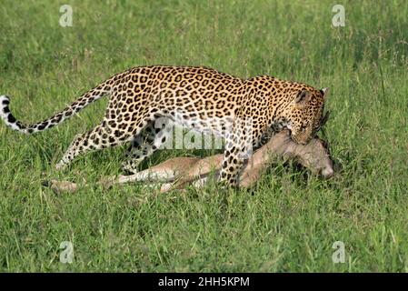 Female leopard dragging her large kill to cover Stock Photo