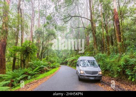 Australia, Victoria, Beech Forest, Car parked along Turtons Track road cutting through lush rainforest Stock Photo