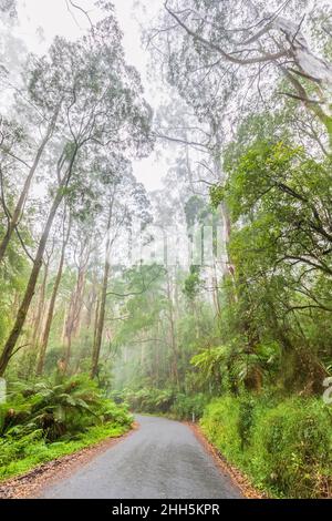 Australia, Victoria, Beech Forest, Turtons Track road cutting through lush rainforest Stock Photo