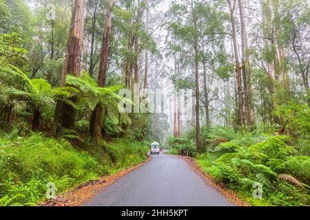 Australia, Victoria, Beech Forest, Car driving along Turtons Track road cutting through lush rainforest Stock Photo