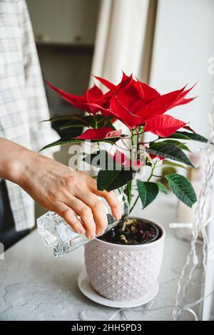 Woman watering poinsettia plant on window sill at home Stock Photo