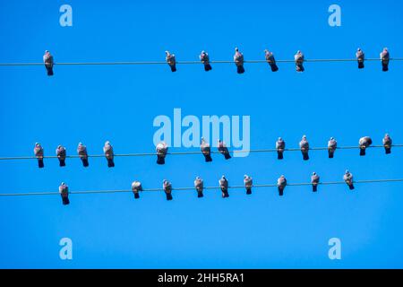 Flock of pigeons perching on power lines against clear blue sky Stock Photo