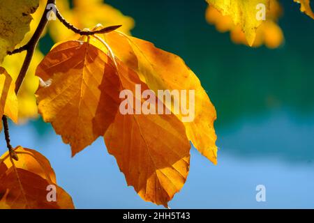 Close-up of orange colored autumn leaves Stock Photo