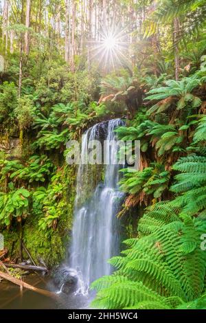 Sun shining through forest branches over Beauchamp Falls Stock Photo