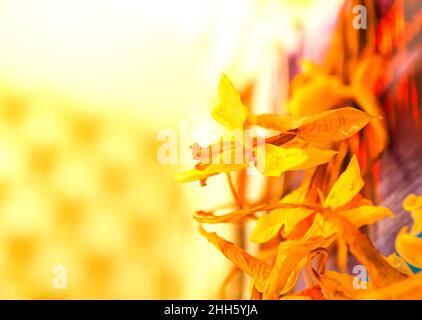 Old dried daffodil or narcisus flowers in golden warm light. Stock Photo