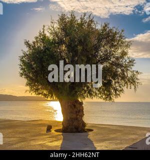 Tree on beach at sunset Stock Photo