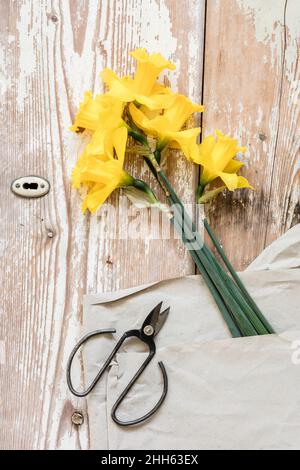 Pair of scissors and freshly picked daffodils Stock Photo
