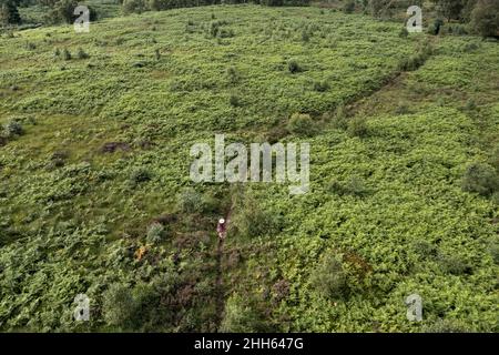 Woman walking amidst green plants in forest at Cannock Chase Stock Photo